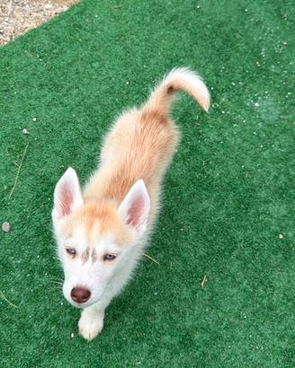 Husky con pedigree