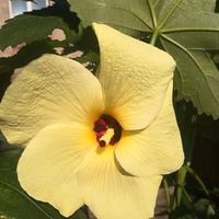 Pianta Abelmoschus manihot