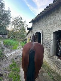 Cavalla per gente con un minimo di esperienza