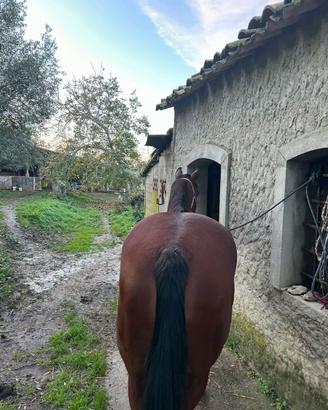 Cavalla per gente con un minimo di esperienza