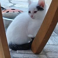 Gattini di 2 mesi