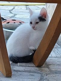 Gattini di 2 mesi