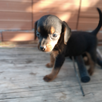 Cane da caccia cuccioli