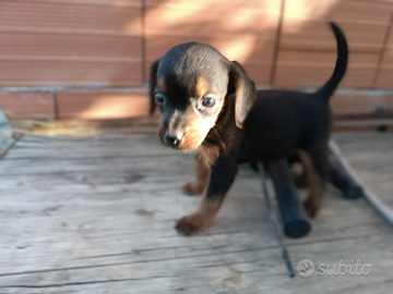 Cane da caccia cuccioli