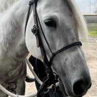 Cavallo stallone criollo 8 ann