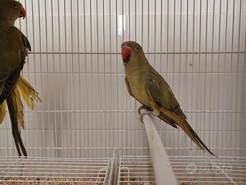 Parrocchetti dal collare