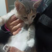 Gatto