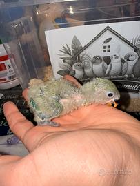 Inseparabili da allevare a mano