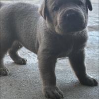 Cani corso