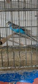 Cocoriti