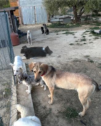 19 cani di varia taglia ed età