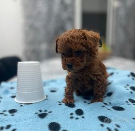 Barboncini mini mini toy total red brown 900