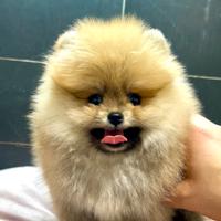 Pomerania Spitz Toy nano