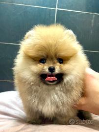 Pomerania Spitz Toy nano