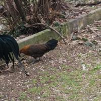 Gallo phoenix