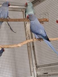 Parrocchetto dal collare