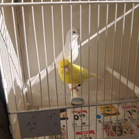 Canarini coppie + gabbia