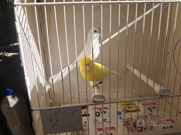 Canarini coppie + gabbia