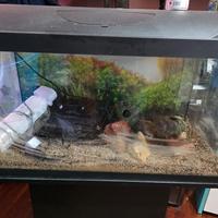 acquario
