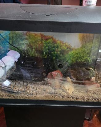 acquario