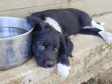 Cuccioli dolcissimi mix Border Collie