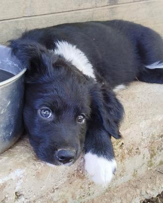 Cuccioli dolcissimi mix Border Collie