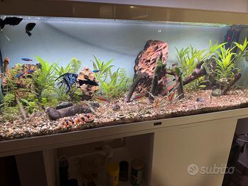Acquario 180 litri