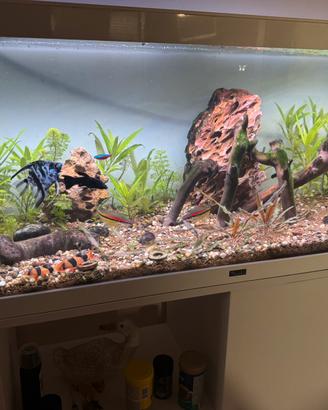 Acquario 180 litri