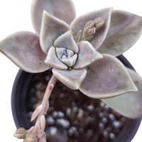 Graptopetalum paraguayense pianta vera grassa