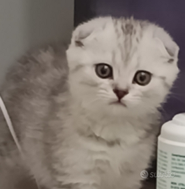 Scottish fold
