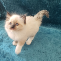 Cucciolo Ragdoll con Pedigree