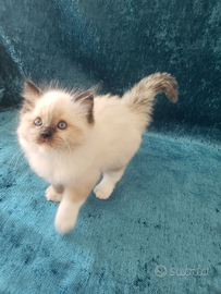 Cucciolo Ragdoll con Pedigree