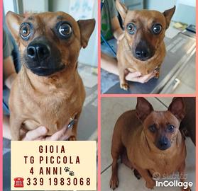 piccola Gioia
