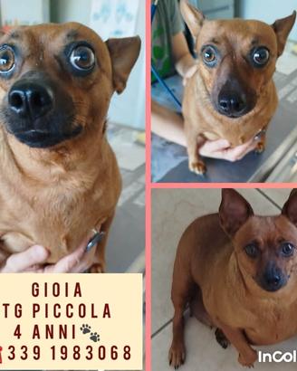 piccola Gioia