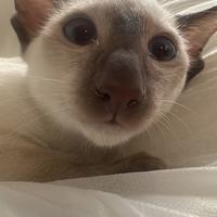 Siamese purissima razza