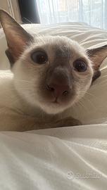 Siamese purissima razza