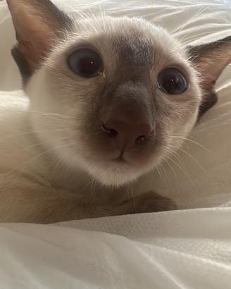 Siamese purissima razza