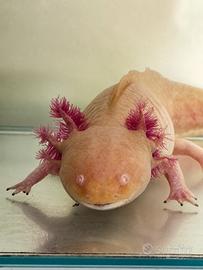 Axolotl albino