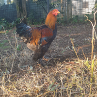 Brahma