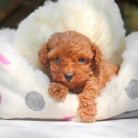 Cucciolo di Barboncino