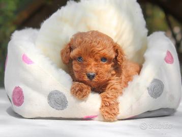 Cucciolo di Barboncino
