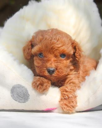 Cucciolo di Barboncino