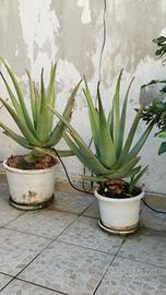 Aloe Vera e cactus