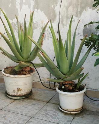 Aloe Vera e cactus