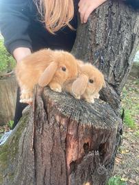 Conigli nani arieti minilop