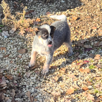 Australian cattle dog