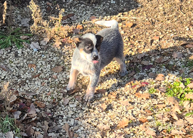 Australian cattle dog