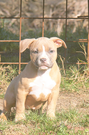 American Bully da allevamento qualificato