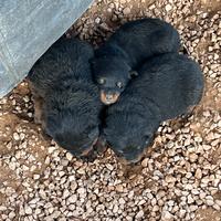 Cuccioli Rottwiller