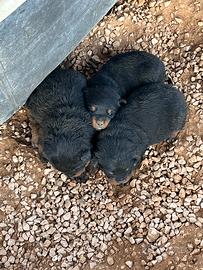 Cuccioli Rottwiller